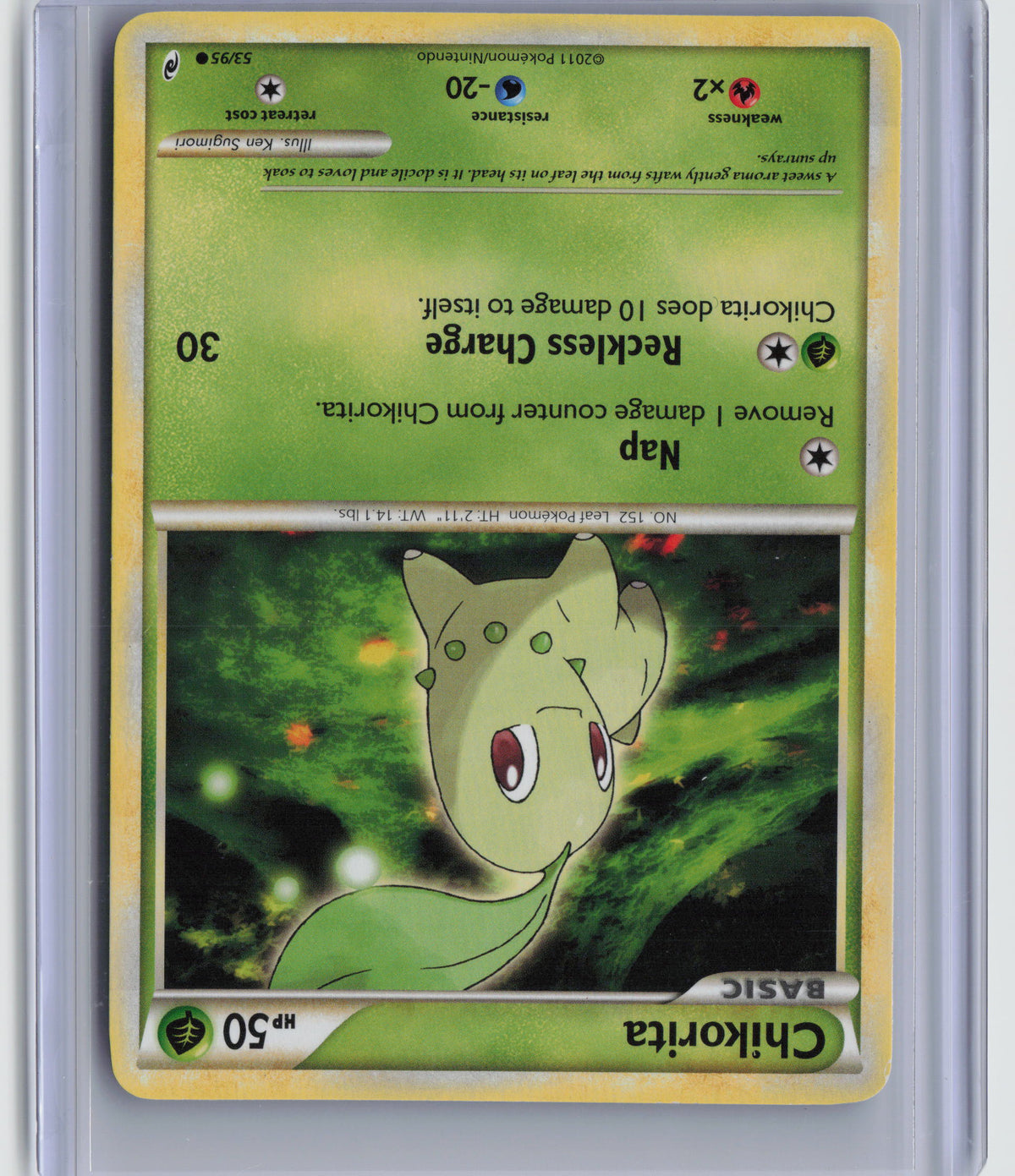Chikorita