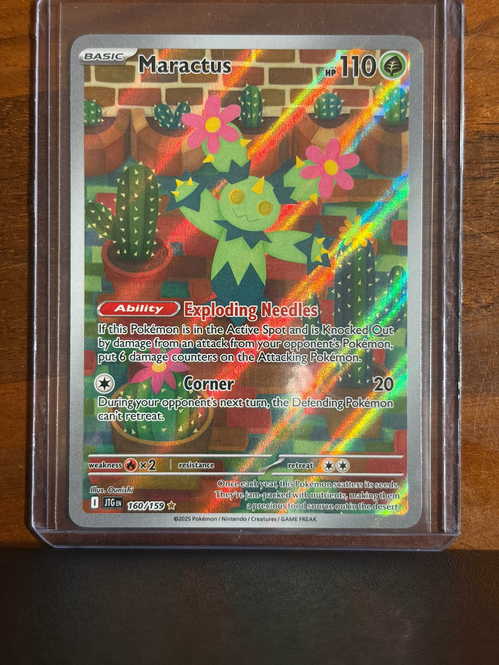 Maractus - 160/159